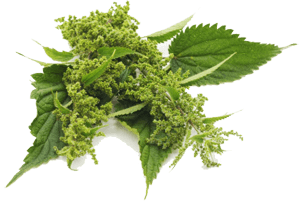 Nettle Leaf Extract