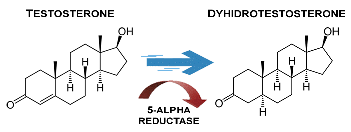 Testosteron to Dihydrotestosterone