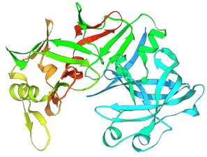 Pepsin Enzyme