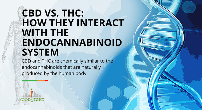 How CBD and THC interact with the endocannabinoid system